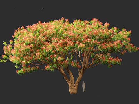 Delonix regia - Bojer ex Hook 3D Model