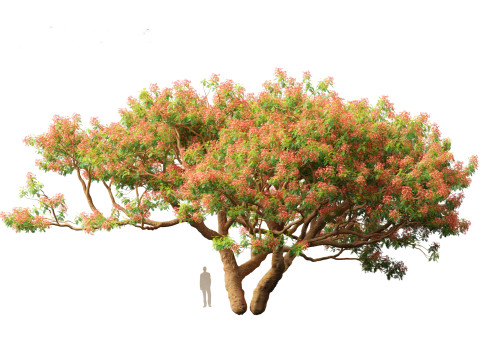 Delonix regia - Bojer ex Hook 3D Model