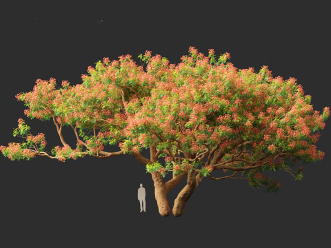 Delonix regia - Bojer ex Hook 3D Model