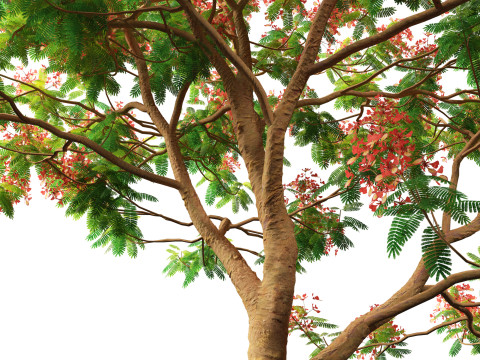 Delonix regia - Bojer ex Hook 3D Model