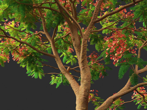 Delonix regia - Bojer ex Hook 3D Model