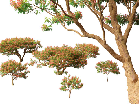 Delonix regia - Bojer ex Hook 3Dモデル