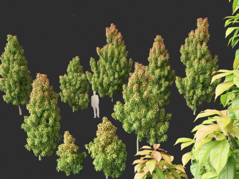 Elaeocarpus eumundi - Eumundi quandong 3D मॉडल