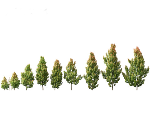 Elaeocarpus eumundi - Eumundi quandong 3D मॉडल