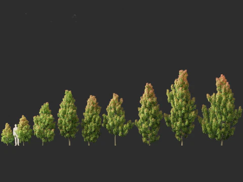 Elaeocarpus eumundi - Eumundi quandong 3D Model