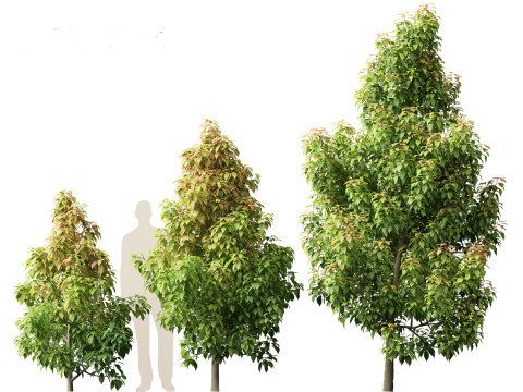 Elaeocarpus eumundi - Eumundi quandong 3D मॉडल