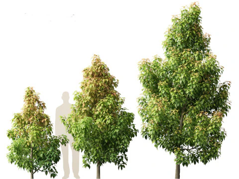 Elaeocarpus eumundi - Eumundi quandong 3D Model