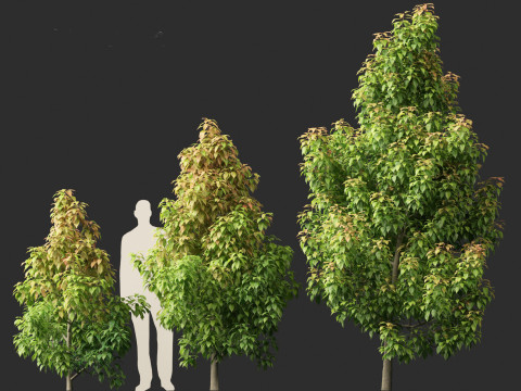 Elaeocarpus eumundi - Eumundi quandong 3D मॉडल