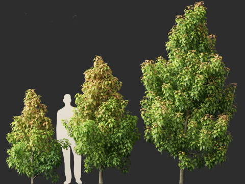 Elaeocarpus eumundi - Eumundi quandong 3D Model