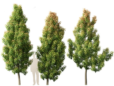 Elaeocarpus eumundi - Eumundi quandong 3D मॉडल