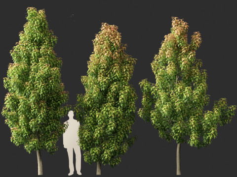 Elaeocarpus eumundi - Eumundi quandong 3D मॉडल