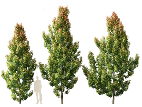 Elaeocarpus eumundi - Eumundi quandong 3D Model