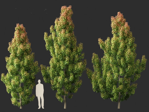 Elaeocarpus eumundi - Eumundi quandong 3D मॉडल
