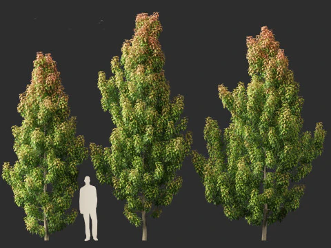 Elaeocarpus eumundi - Eumundi quandong 3D Model