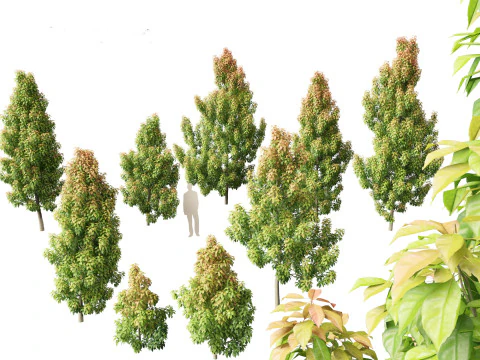 Elaeocarpus eumundi - Eumundi quandong Modelo 3D