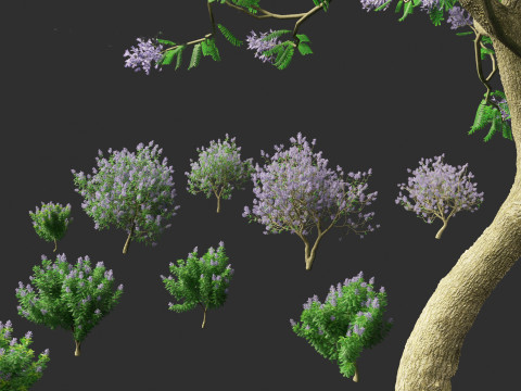 Jacaranda mimosifolia - Jacaranda 3D 모델