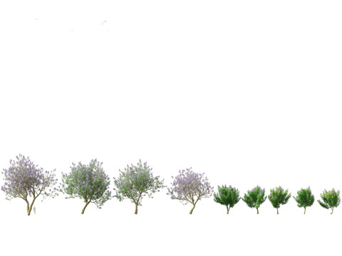 Jacaranda mimosifolia - Jacaranda 3D 모델