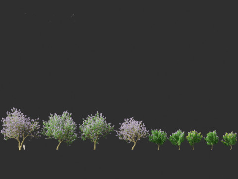 Jacaranda mimosifolia - Jacaranda 3D 모델