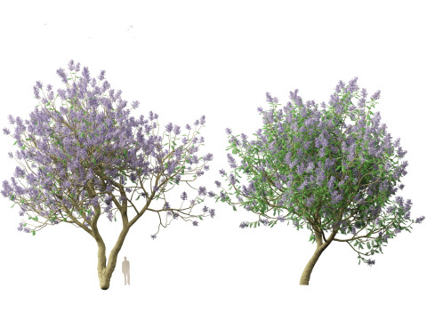 Jacaranda mimosifolia - Jacaranda 3D 모델