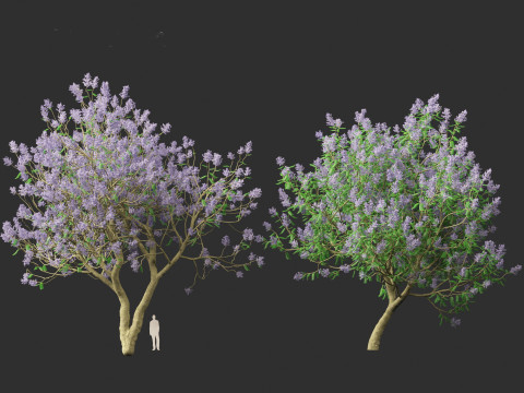 Jacaranda mimosifolia - Jacaranda 3D 모델