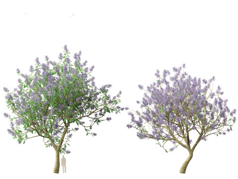 Jacaranda mimosifolia - Jacaranda 3D 모델