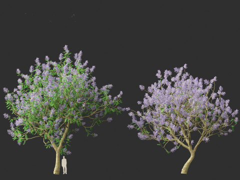 Jacaranda mimosifolia - Jacaranda 3D 모델