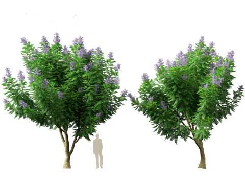 Jacaranda mimosifolia - Jacaranda 3D 모델