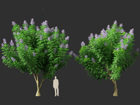 Jacaranda mimosifolia - Jacaranda 3D 모델