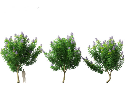 Jacaranda mimosifolia - Jacaranda 3D 모델