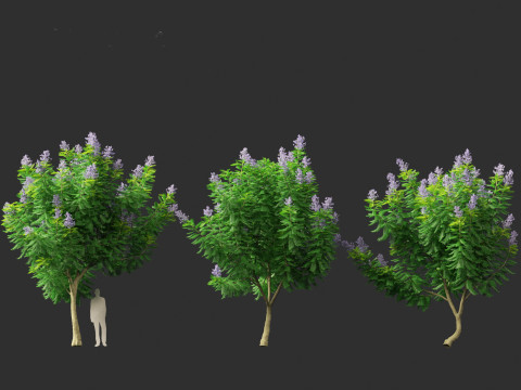 Jacaranda mimosifolia - Jacaranda 3D 모델