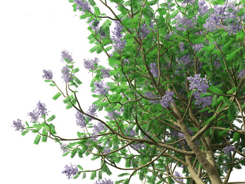Jacaranda mimosifolia - Jacaranda 3D 모델