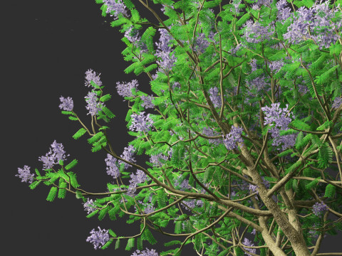 Jacaranda mimosifolia - Jacaranda 3D 모델