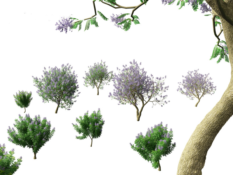 Jacaranda mimosifolia - Jacaranda 3D 모델 .c4d .max .obj .3ds .fbx .stl .blend 