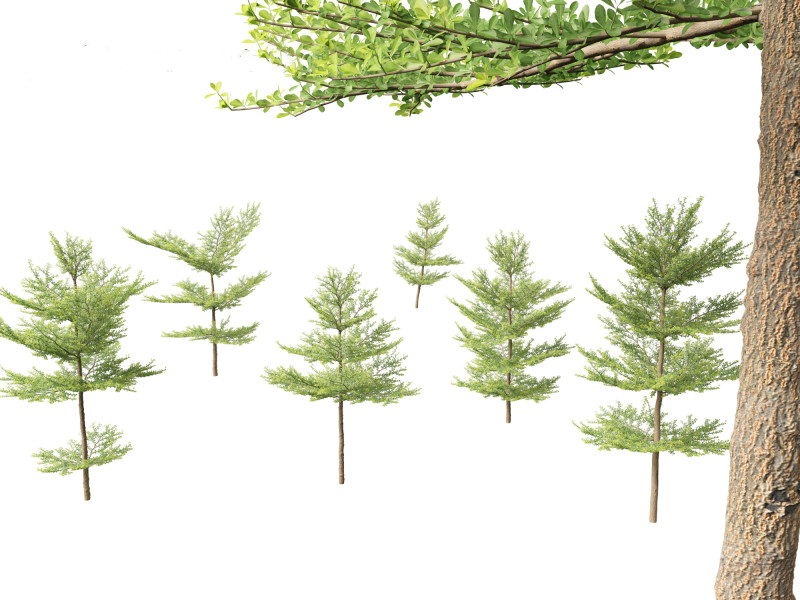 Terminalia mantaly - Madagascar Almond 3D Model .c4d .max .obj .3ds .fbx .stl .blend 