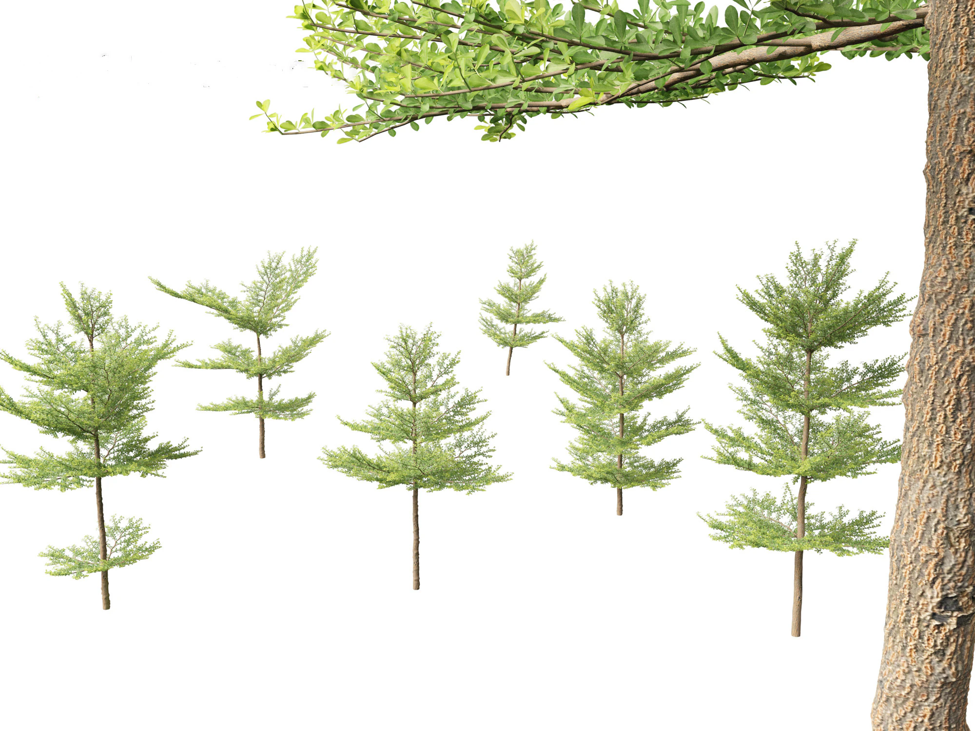 Terminalia mantaly - Madagascar Almond 3D Model .c4d .max .obj .3ds .fbx .stl .blend