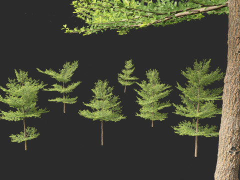 Terminalia mantaly - Madagascar Almond 3D Model