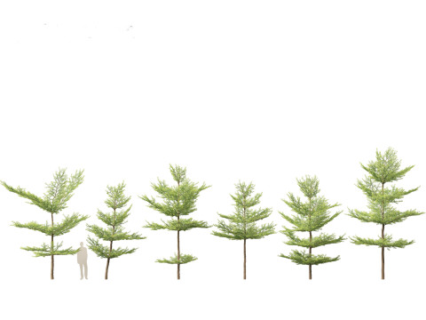 Terminalia mantaly - Madagascar Almond 3D Model