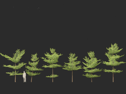 Terminalia mantaly - Madagascar Almond 3D Model