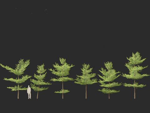 Terminalia mantaly - Madagascar Almond 3D Model