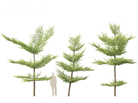 Terminalia mantaly - Madagascar Almond 3D Model