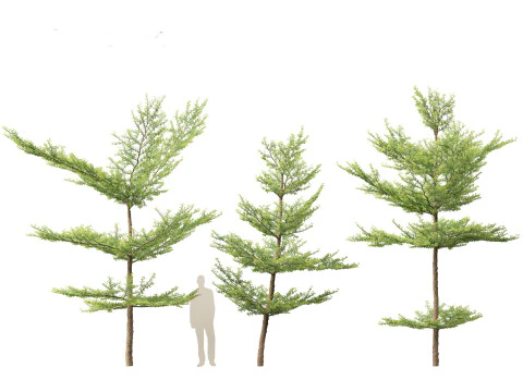 Terminalia mantaly - Madagascar Almond 3D Model