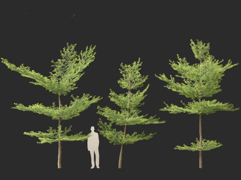 Terminalia mantaly - Madagascar Almond 3D Model