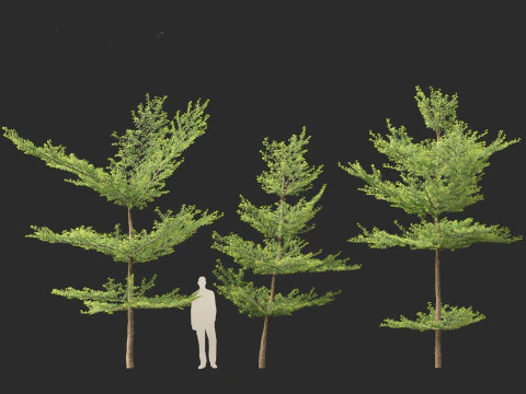 Terminalia mantaly - Madagascar Almond 3D Model