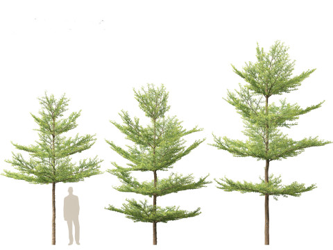 Terminalia mantaly - Madagascar Almond 3D Model