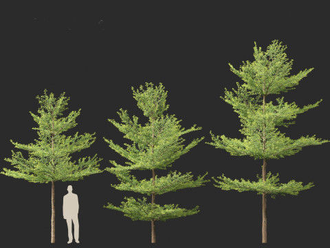 Terminalia mantaly - Madagascar Almond 3D Model
