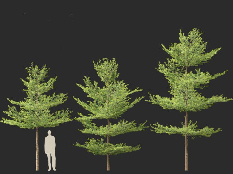Terminalia mantaly - Madagascar Almond 3D Model