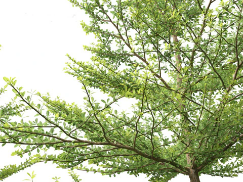 Terminalia mantaly - Madagascar Almond 3D Model