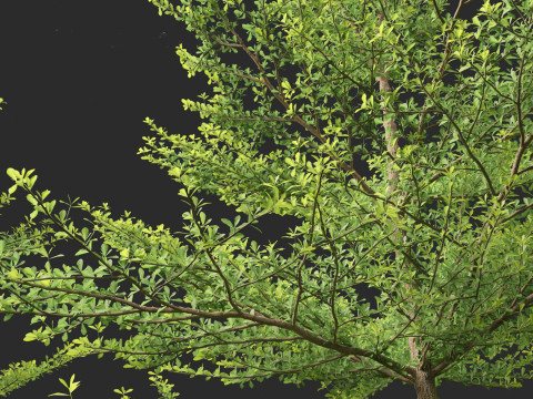 Terminalia mantaly - Madagascar Almond 3D Model