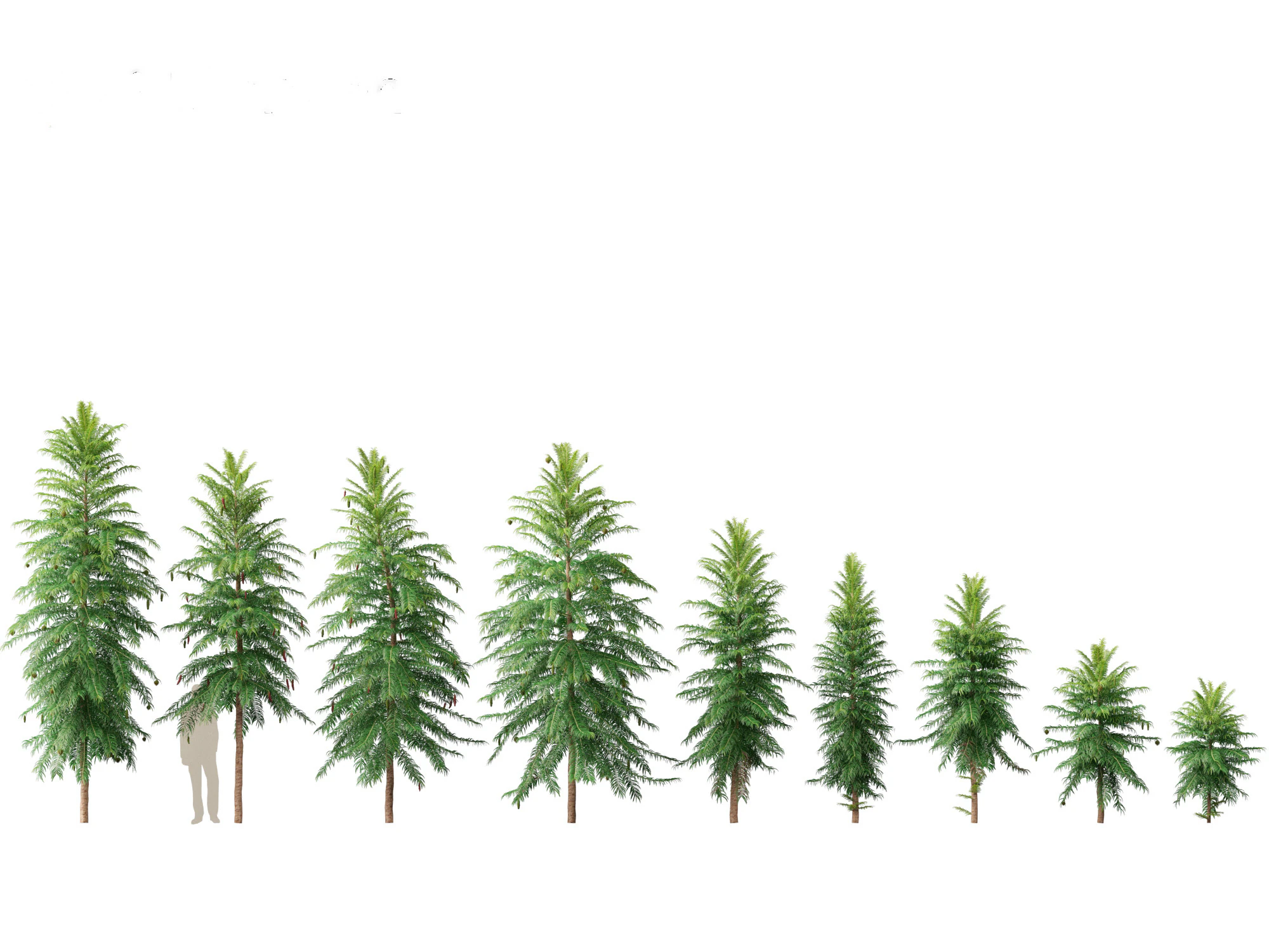 Wollemia nobilis - Wollemi-Kiefer 3D Modell .c4d .max .obj .3ds .fbx .stl .blend 