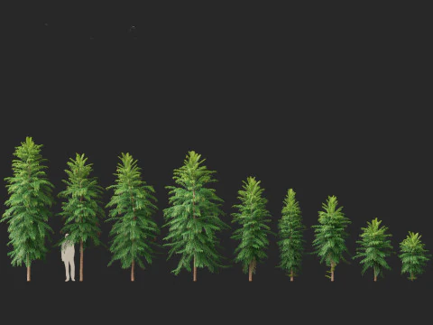 Wollemia nobilis - Wollemi-Kiefer 3D Modell